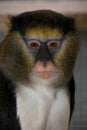 Portrait of male Campbell`s monkey, Cercopithecus campbelli