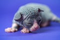 Canadian Sphynx kitten of blue, white color two weeks old lying with narrowed eyes. Blue background Royalty Free Stock Photo