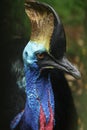 portrait of a male cassowary