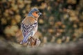 Portrait Of A Male Chaffinch