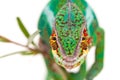 Portrait of male chameleon