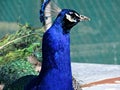 Portrait of a male colorful Indian peafowl, common peacock or blue peafowl