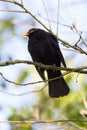 Portrait of male common blackbird Turdus merula sitting Royalty Free Stock Photo