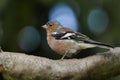Portrait of male common chaffinch Fringilla coelebs on the tree branch Royalty Free Stock Photo