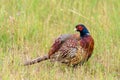 Portrait of a male common pheasant phasianus colchicus Royalty Free Stock Photo