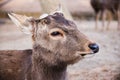 Portrait of a male deer Royalty Free Stock Photo