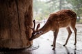 Portrait of a male deer licking the rain on a wooden temple pillar