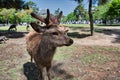 A portrait of the male deer. Nara Japan