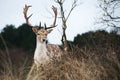 Male deer standing in the bushes, Netherlands