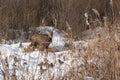 Portrait of a male deer standing in the bushes