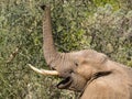 Portrait of male desert elephant feeding on tree in Hoarusib river bed, Namibia, Southern Africa