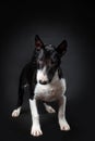 Portrait of male dog of miniature bull terrier breed of black and white color standing isolated on black background. Royalty Free Stock Photo