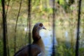 Portrait of a male Egyptian goose. Water in the background Royalty Free Stock Photo