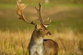 Portrait of male Fallow deer Dama dama in autumn Royalty Free Stock Photo