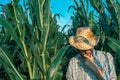 Portrait of male farmer in corn field