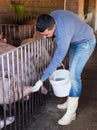 Portrait of male farmer feeding pigs Royalty Free Stock Photo