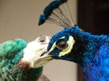 Portrait of Male and female peacocks. Common Peacock Pavo cristatus in love.