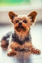 Portrait of male or female Yorkshire Terrier dog Royalty Free Stock Photo