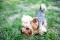 Portrait of male or female Yorkshire Terrier dog. Royalty Free Stock Photo