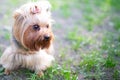 Portrait of male or female Yorkshire Terrier dog. Royalty Free Stock Photo