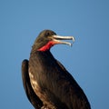 Portrait of male frigate bird Royalty Free Stock Photo