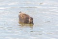Portrait male gadwall duck anas strepera swimming im water Royalty Free Stock Photo