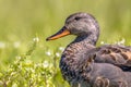 Portrait of Male Gadwall in grassland Royalty Free Stock Photo