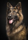 Portrait of a male german shepherd dog looking away on a black b