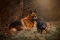 Portrait of male german shepherd dog with puppy outdoor Royalty Free Stock Photo