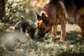 Portrait of male german shepherd dog with puppy outdoor Royalty Free Stock Photo