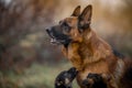 Portrait of male german shepherd dog with puppy outdoor Royalty Free Stock Photo