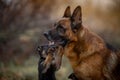 Portrait of male german shepherd dog with puppy outdoor Royalty Free Stock Photo