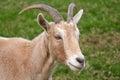 Portrait of a male Goat Royalty Free Stock Photo