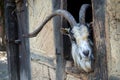 male goat at the window of farm