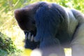 Portrait male gorilla Royalty Free Stock Photo