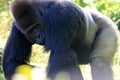 Portrait male gorilla Royalty Free Stock Photo