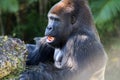 Portrait male gorilla and popcorn Royalty Free Stock Photo