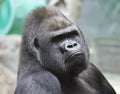 Portrait of male gorilla Royalty Free Stock Photo