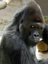 Portrait of male gorilla Royalty Free Stock Photo