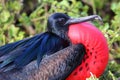 Portrait of male Great Frigatebird Royalty Free Stock Photo