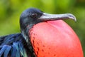 Portrait of male Great Frigatebird Royalty Free Stock Photo