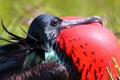 Portrait of male Great Frigatebird Royalty Free Stock Photo