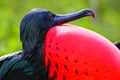 Portrait of male Great Frigatebird Royalty Free Stock Photo