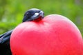 Portrait of male Great Frigatebird Royalty Free Stock Photo