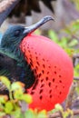 Portrait of male Great Frigatebird Royalty Free Stock Photo