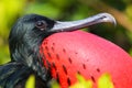 Portrait of male Great Frigatebird Royalty Free Stock Photo