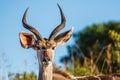 Portrait of a male Greater Kudu buck Tragelaphus strepsiceros, Ithala Game reserve, KwaZulu-Natal, South Africa Royalty Free Stock Photo