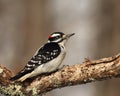 Male Hairy Woodpecker Portrait