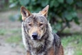 Portrait of a Male iberian wolf