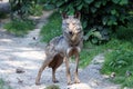 Portrait of a Male iberian wolf